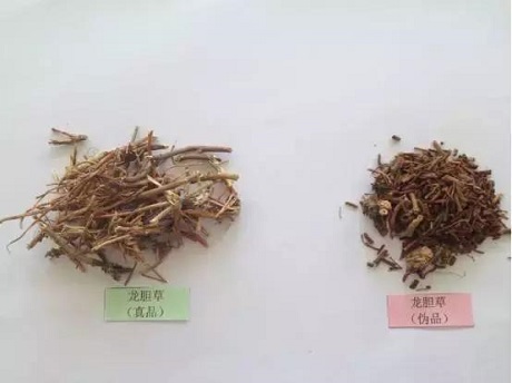 龙胆草4.jpg